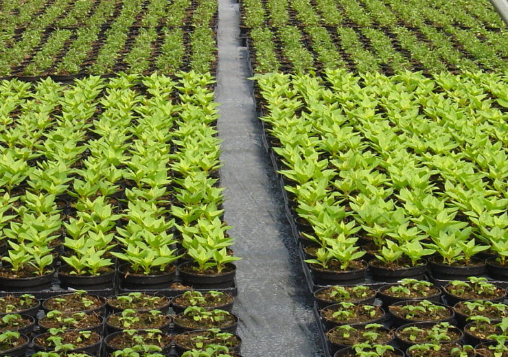 Plant production