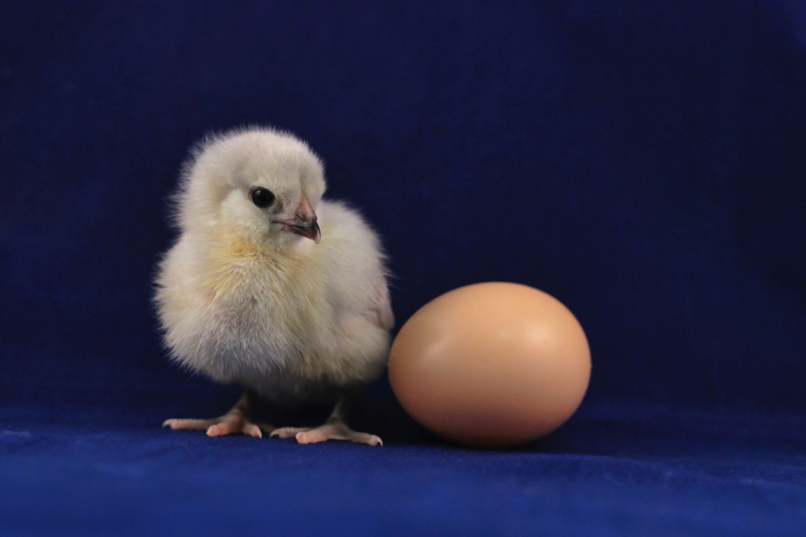 Coquets de Mayenne - Food industry and animal welfare