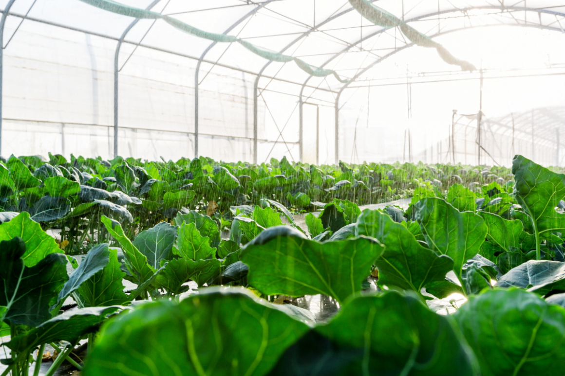 Plants - seeds sector in Atlantic France