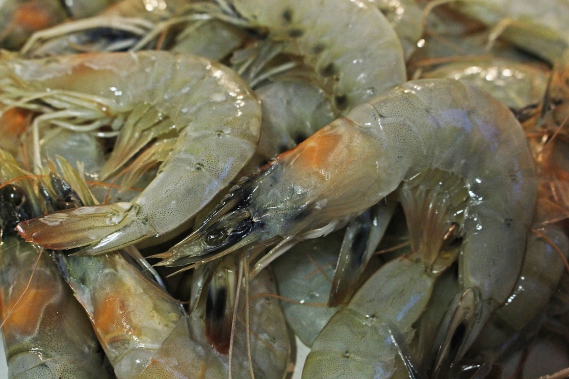 Prawn production