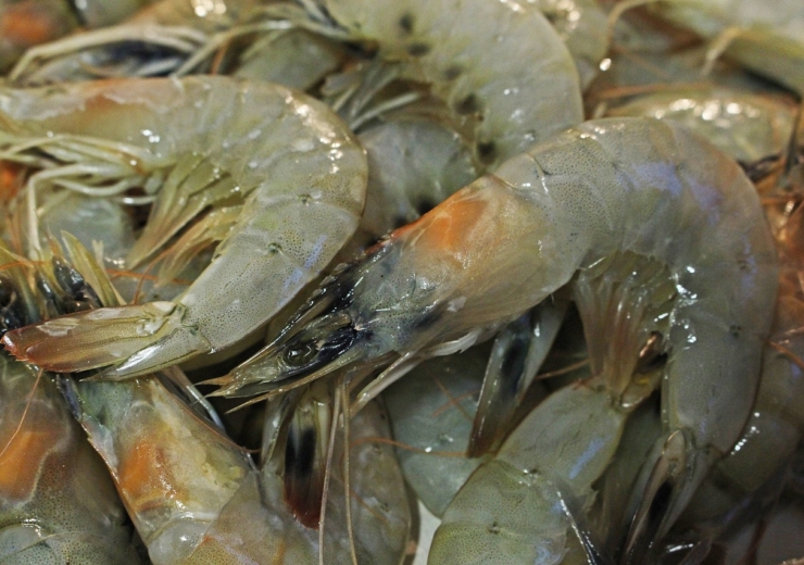 Prawn production