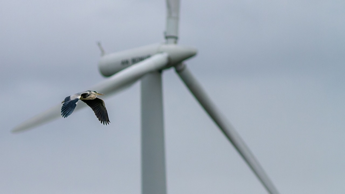 Grey heron with a wind turbine