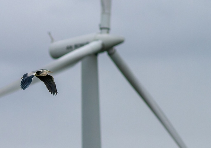 Grey heron with a wind turbine